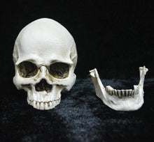 Life-size Replica of Realistic Human Skull, Head Bone Model, Anatomy White Resin Skull High Precision Teaching Tool Halloween Decor