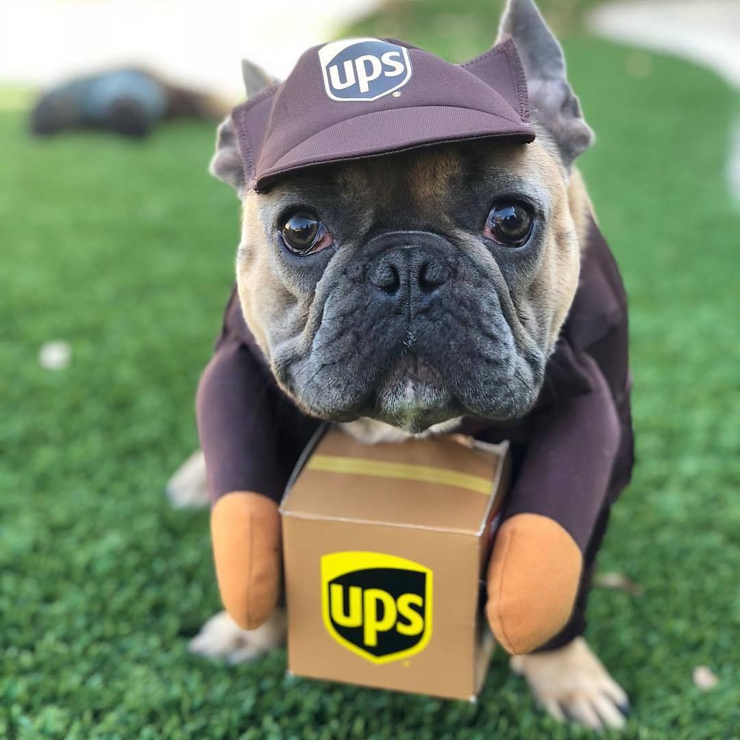 Pet Halloween Costume Small Medium Dog Cat Express brown UPS S (Bust 40-50cm)